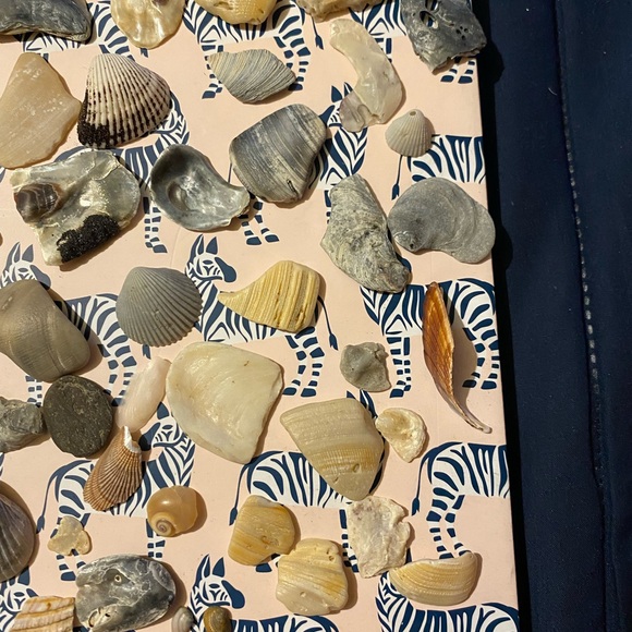 Assorted Seashell Collection - Picture 7 of 9